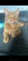 Lost Male Cat last seen Bankend avenue Worsbrough , Worsbrough, England S70