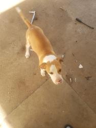 Lost Male Dog last seen Golden Camp, Dean's Bridge, Augusta, GA 30906