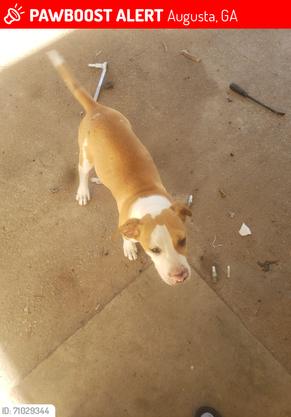 Lost Male Dog last seen Golden Camp, Dean's Bridge, Augusta, GA 30906