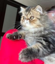 Reunited Male Cat last seen Coral cay plantation, Margate, FL 33063