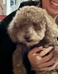 Lost Male Dog last seen 19th street, El Centro, CA 92243