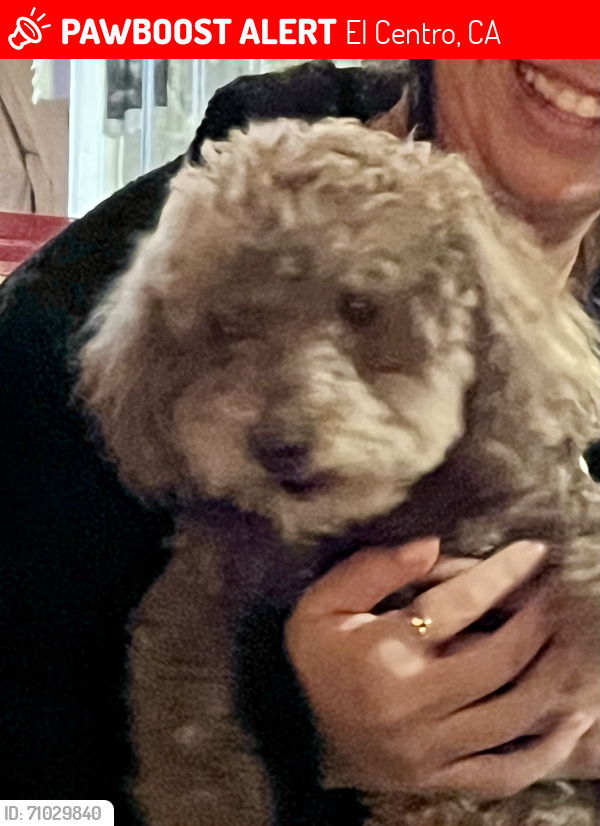 Lost Male Dog last seen 19th street, El Centro, CA 92243