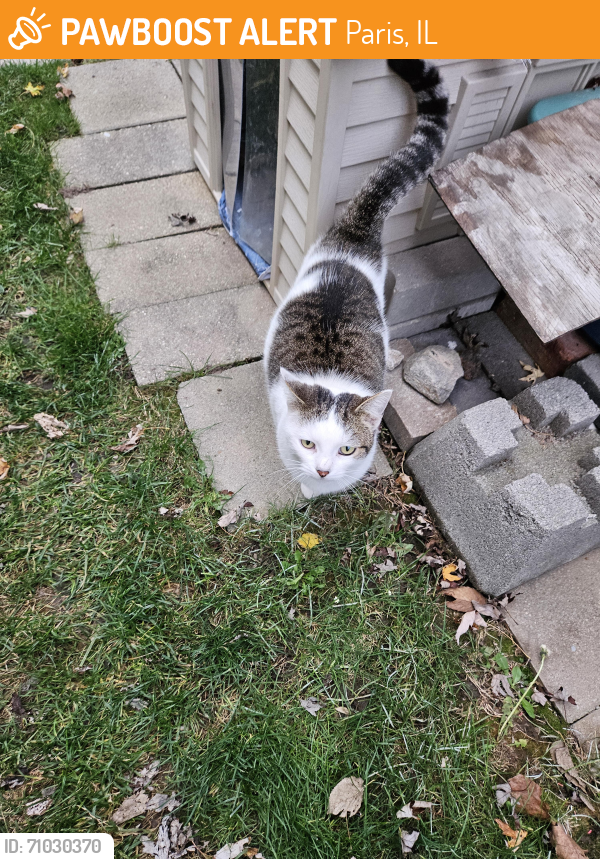 Found/Stray Female Cat last seen corner of Hunter and Adams St (house with brick front tan siding on sides), Paris, IL 61944