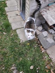 Found/Stray Female Cat last seen corner of Hunter and Adams St (house with brick front tan siding on sides), Paris, IL 61944