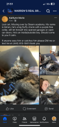 Reunited Male Cat last seen Stream academy, Warren, OH 44483