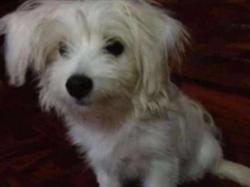 Lost Male Dog last seen Washington Avenue & Spang Avenue, Leechburg, PA 15656