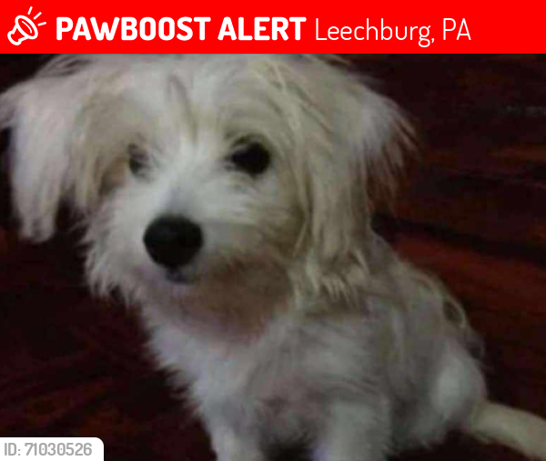 Lost Male Dog last seen Washington Avenue & Spang Avenue, Leechburg, PA 15656