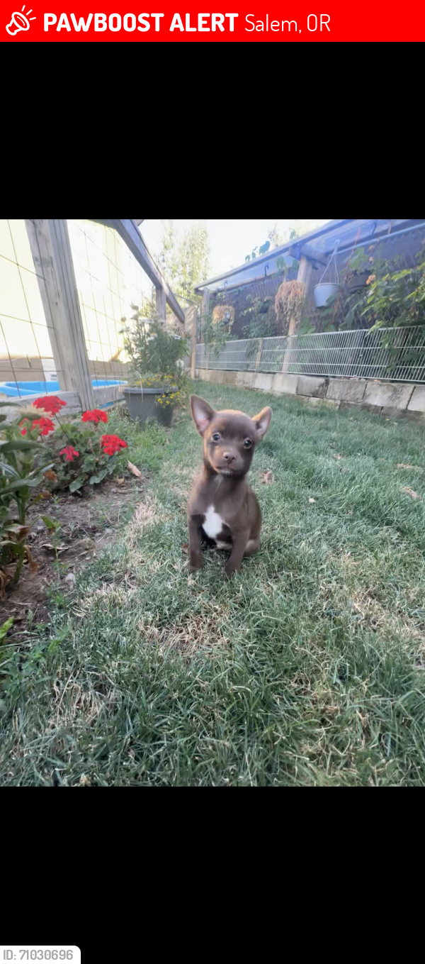 Lost Male Dog last seen Broadway st , Salem, OR 97301