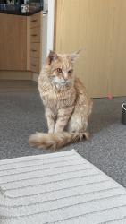 Reunited Male Cat last seen Lea park , Bloxwich, England WS3