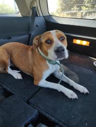 Lost Female Dog last seen Vance Jackson , San Antonio, TX 78201