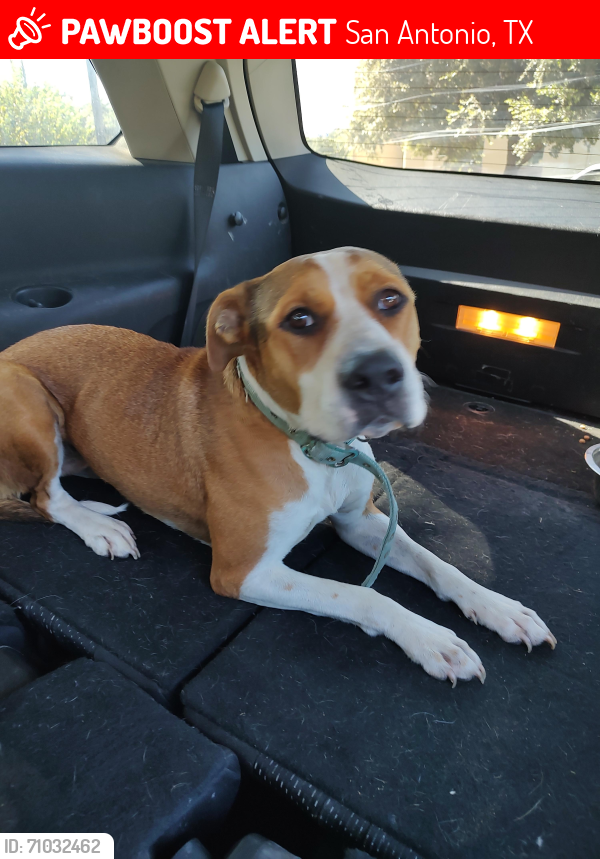 Lost Female Dog last seen Vance Jackson , San Antonio, TX 78201