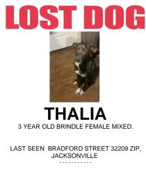 Lost Female Dog last seen Bradford Street 32209, Jacksonville, FL 32209