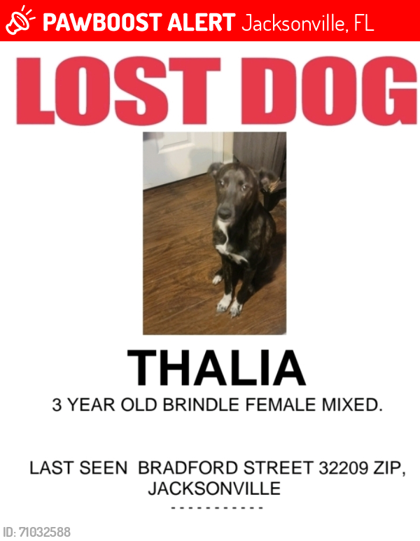 Lost Female Dog last seen Bradford Street 32209, Jacksonville, FL 32209