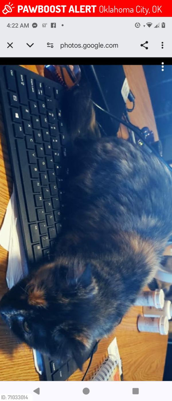 Lost Female Cat last seen Nw penn, Oklahoma City, OK 73107