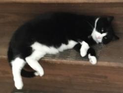 Lost Male Cat last seen Paxton drive woodridge  Lake, Goshen, CT 06756