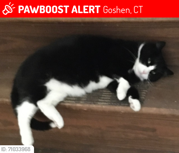 Lost Male Cat last seen Paxton drive woodridge Lake, Goshen, CT 06756