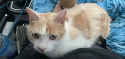 Lost Male Cat last seen Near Abraham Lincoln elementary , Kingsport, TN 37664