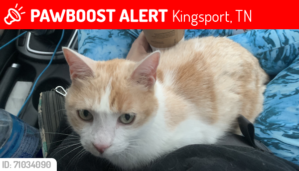 Lost Male Cat last seen Near Abraham Lincoln elementary , Kingsport, TN 37664