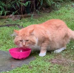 Lost Male Cat last seen Jones Ferry Road & Ferguson Street, Chapel Hill, NC 27516