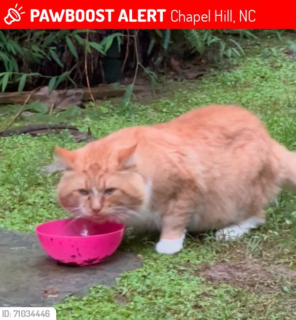 Lost Male Cat last seen Jones Ferry Road & Ferguson Street, Chapel Hill, NC 27516