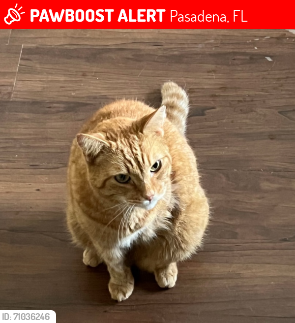 Lost Male Cat last seen Clinton and Orange ct, Dade City, FL 33525