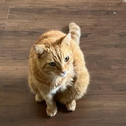 Lost Male Cat last seen Clinton and Orange ct, Dade City, FL 33525