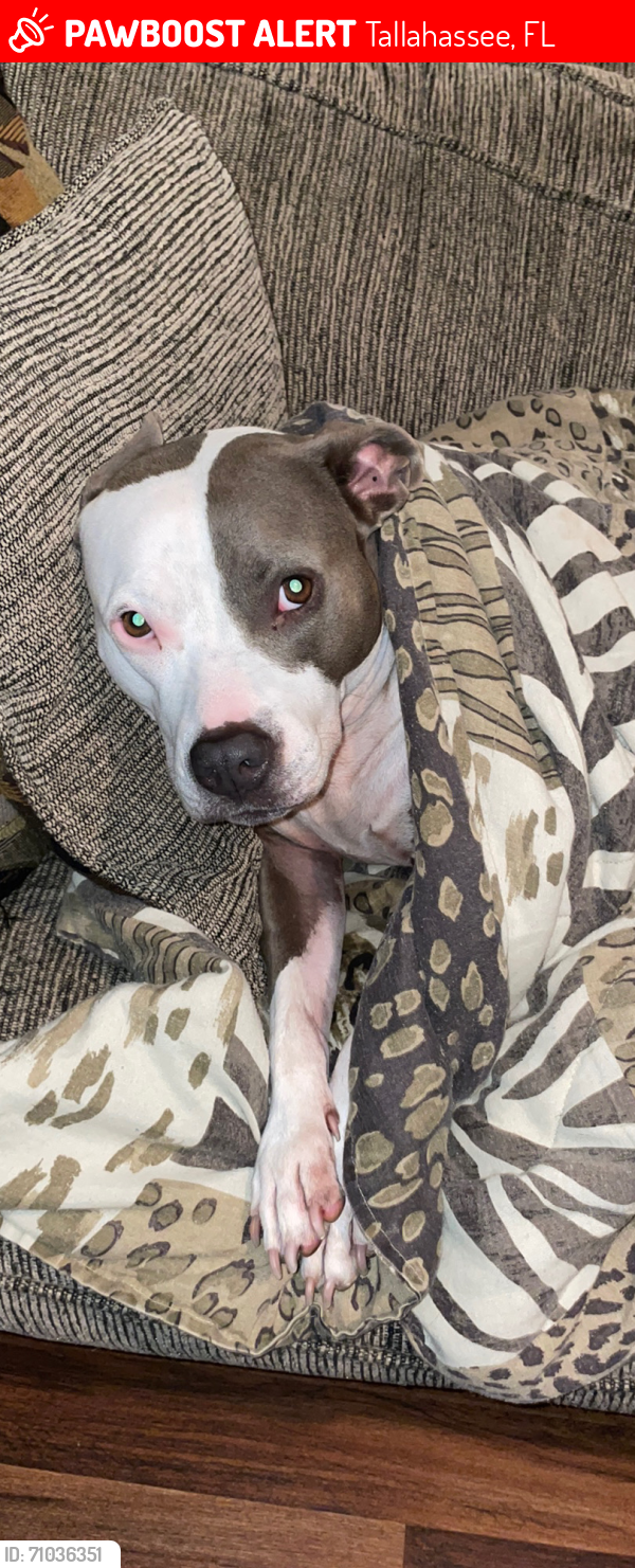 Lost Female Dog last seen Off of capital circle, Stoneler rd. , Tallahassee, FL 32303