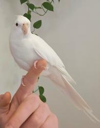Lost Male Bird last seen Notch Hill Rd, North Branford, CT 06471