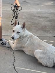 Lost Female Dog last seen University Park, Bakersfield, CA 93305