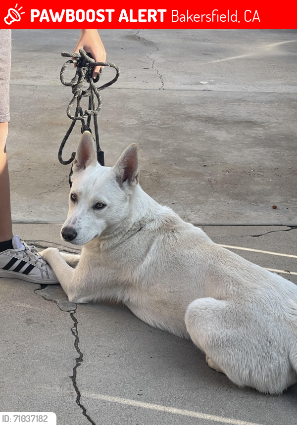 Lost Female Dog last seen University Park, Bakersfield, CA 93305