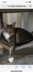 Lost Female Cat last seen Universal springs, Boiling Springs, SC 29316