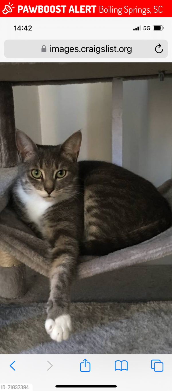 Lost Female Cat last seen Universal springs, Boiling Springs, SC 29316