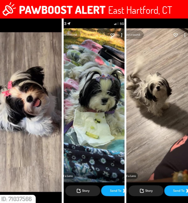 Lost Female Dog last seen Burnside Avenue, East Hartford, CT 06108