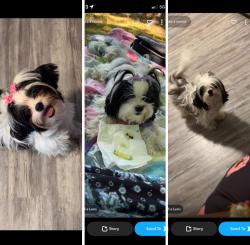 Lost Female Dog last seen Burnside Avenue , East Hartford, CT 06108