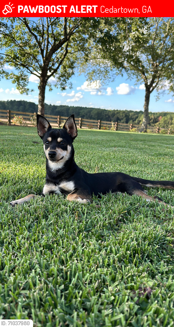 Lost Male Dog last seen Lindsey Chapel Rd, Cedartown, GA 30125