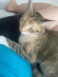 Lost Female Cat last seen Cerca de eureka, Miami, FL 33177