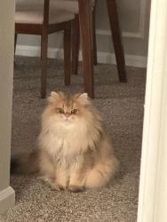 Lost Male Cat last seen Near ridgecrest rd Dallas Texas 750231, Dallas, TX 75231