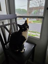 Lost Male Cat last seen Atlantic Ave, Lefferts Blvd, 117th St, Queens, NY 11419