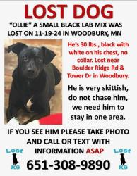 Lost Male Dog last seen Kowalski’s in Woodbury mn, Woodbury, MN 55125