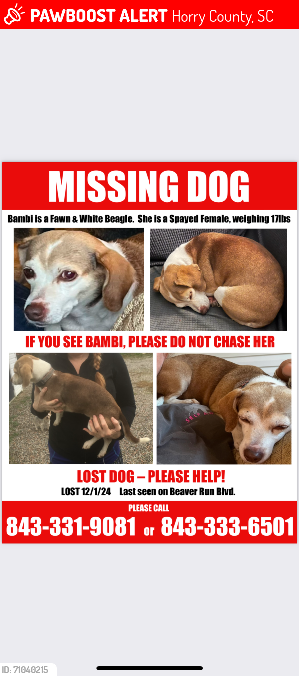 Lost Female Dog last seen Deerfield , Horry County, SC 29575