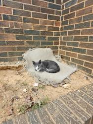 Lost Male Cat last seen Bennet Rd and Harris Ave, Adamsville, AL 35005