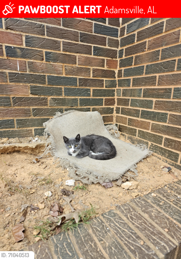 Lost Male Cat last seen Bennet Rd and Harris Ave, Adamsville, AL 35005