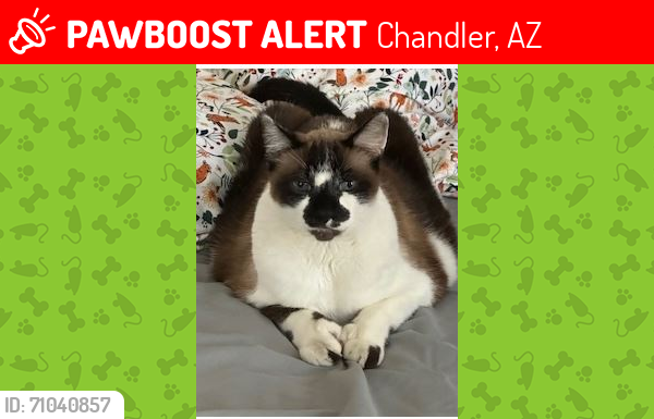 Lost Male Cat last seen Jacobson Elementary School, Chandler, AZ 85248