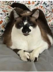 Lost Male Cat last seen Jacobson Elementary School, Chandler, AZ 85248