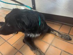 Lost Male Dog last seen Rosewood Dr., South 57th St. & Thornton Ln.  , Temple, TX 76502