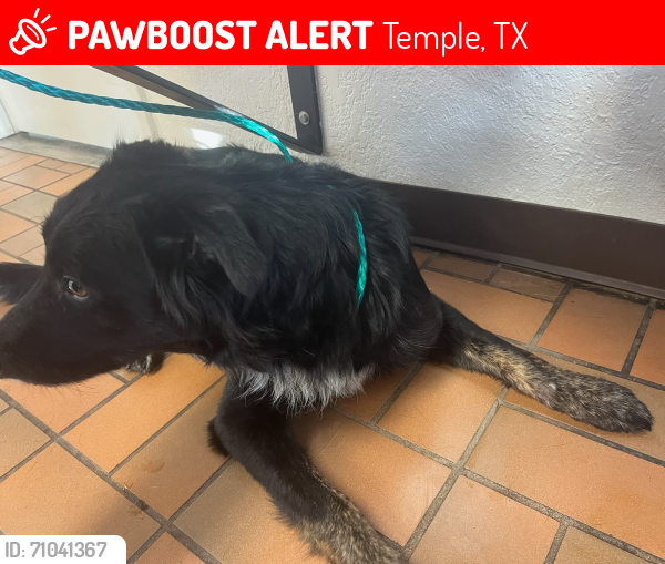 Lost Male Dog last seen Rosewood Dr., South 57th St. & Thornton Ln.  , Temple, TX 76502