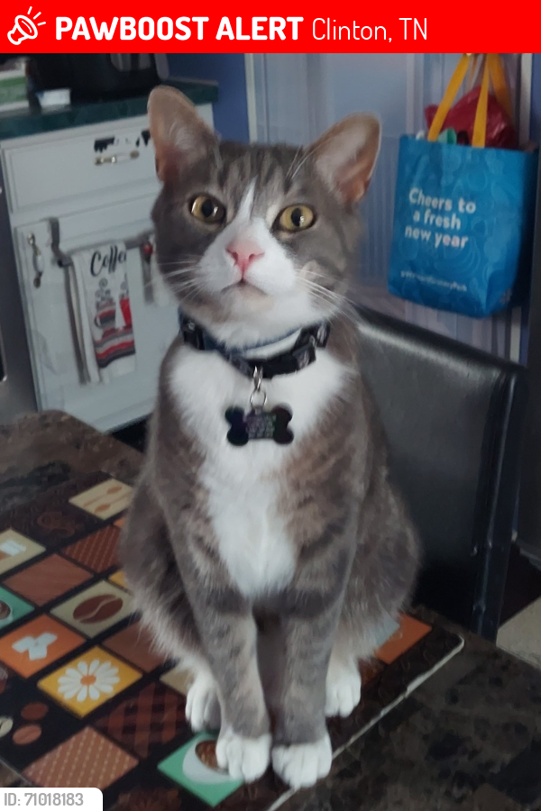 Lost Male Cat last seen Preston lane and lake city hwy 37716, Clinton, TN 37716