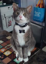 Lost Male Cat last seen Preston lane and lake city hwy 37716, Clinton, TN 37716