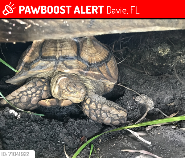 Lost Male Reptile last seen Sw 142 ave, Davie, FL 33330