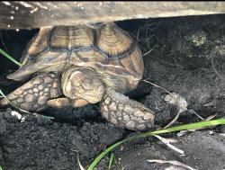 Lost Male Reptile last seen Sw 142 ave, Davie, FL 33330